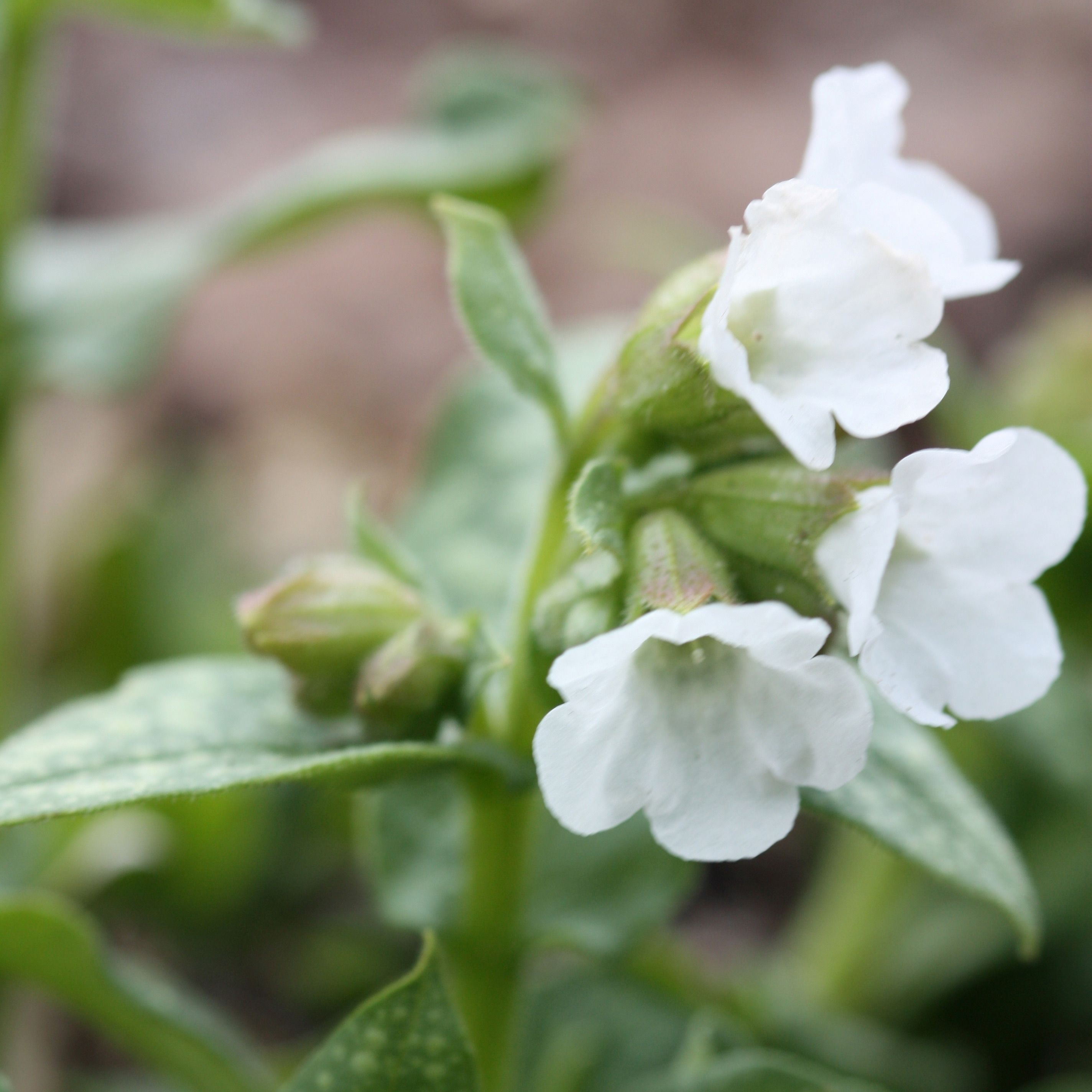 Медуница лекарственная Sissinghurst White — Купить саженцы в Екатеринбурге  в интернет-магазине питомника «Зеленый дом»