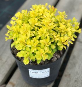 Барбарис Тунберга Tiny Gold