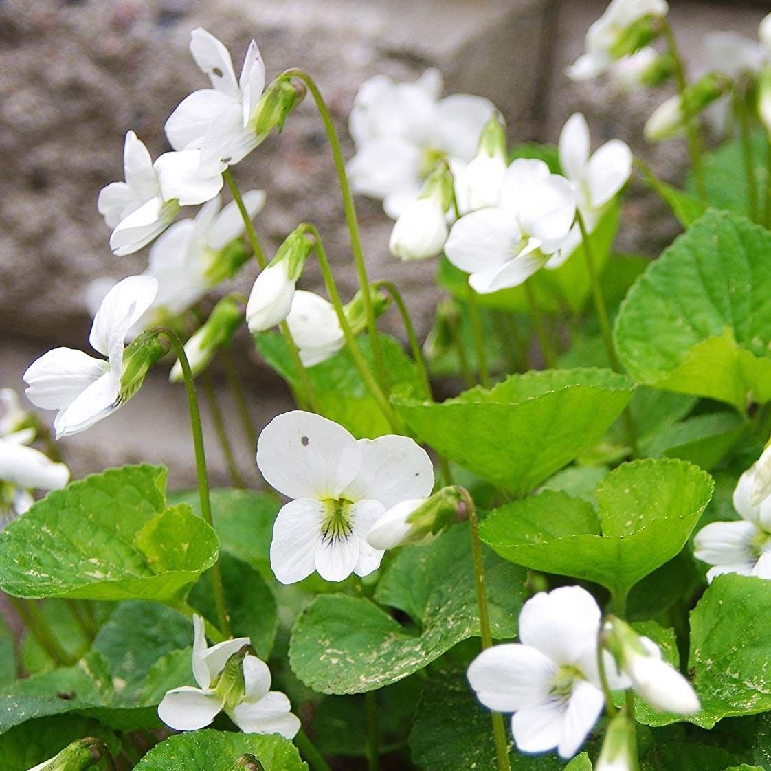 Фиалка сестринская Albiflora — Купить саженцы в Екатеринбурге в  интернет-магазине питомника «Зеленый дом»