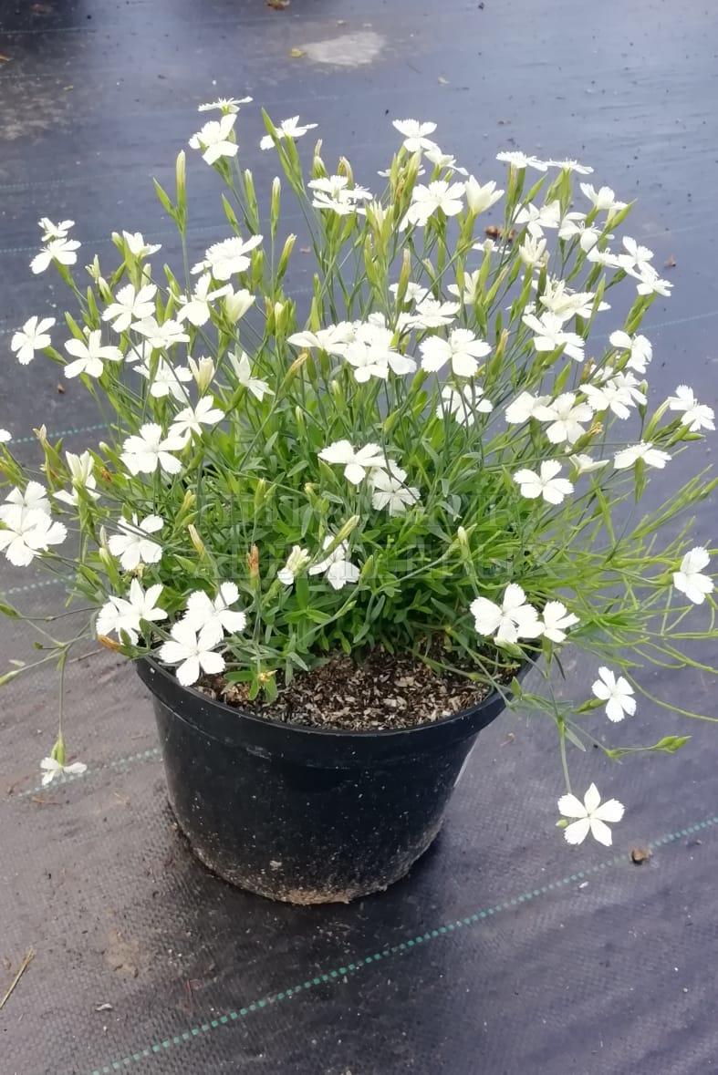 Гвоздика травянка Albiflorus — Купить саженцы в Екатеринбурге в  интернет-магазине питомника «Зеленый дом»