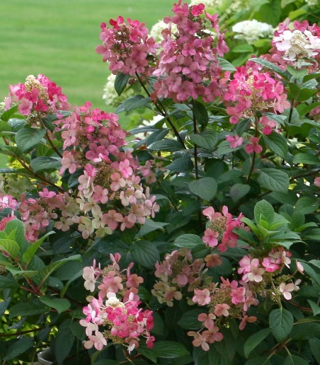 Garden Tour - Proven Winners Quick Fire Fab Hydrangea update and more! - YouTube