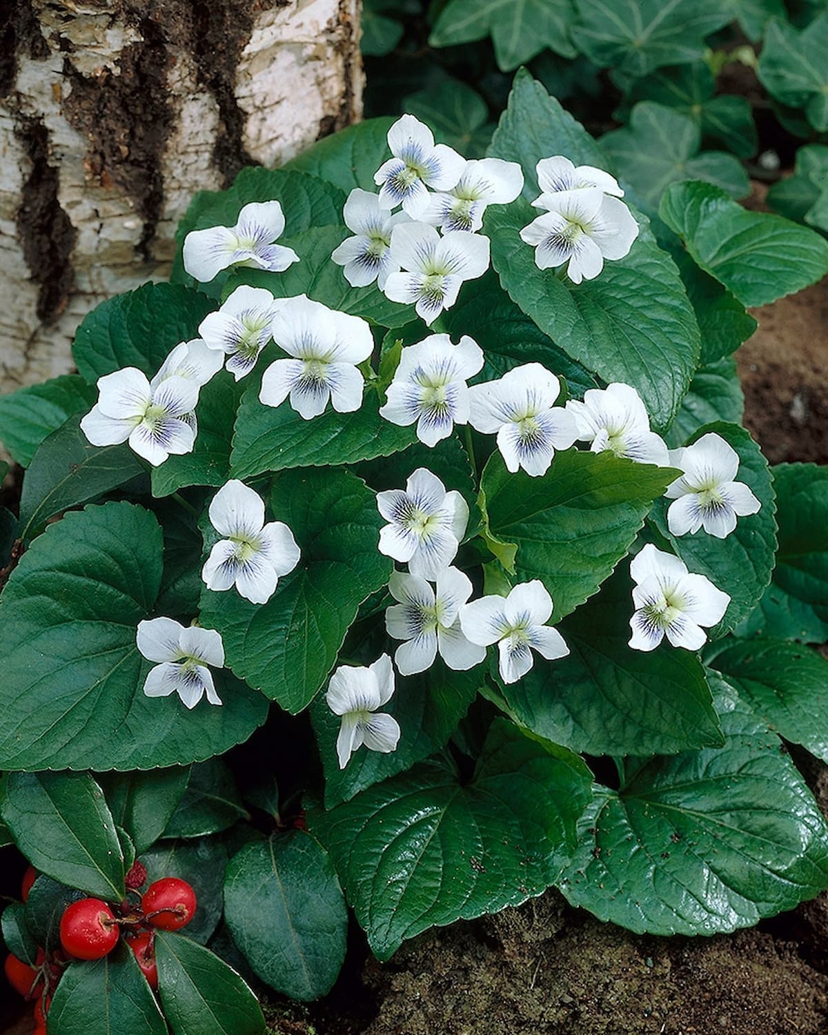 Фиалка сестринская Albiflora — Купить саженцы в Екатеринбурге в  интернет-магазине питомника «Зеленый дом»