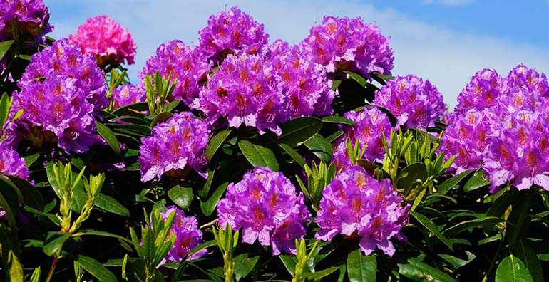 rododendron.jpg