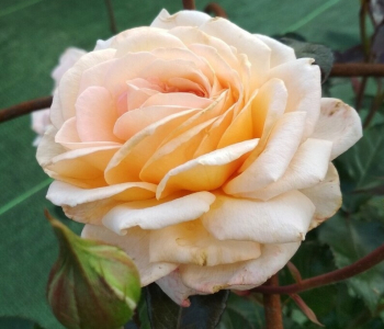 Роза чайно-гибридная Grossherzogin Luise