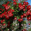 Роза почвопокровная Red Meidiland (Meilland)