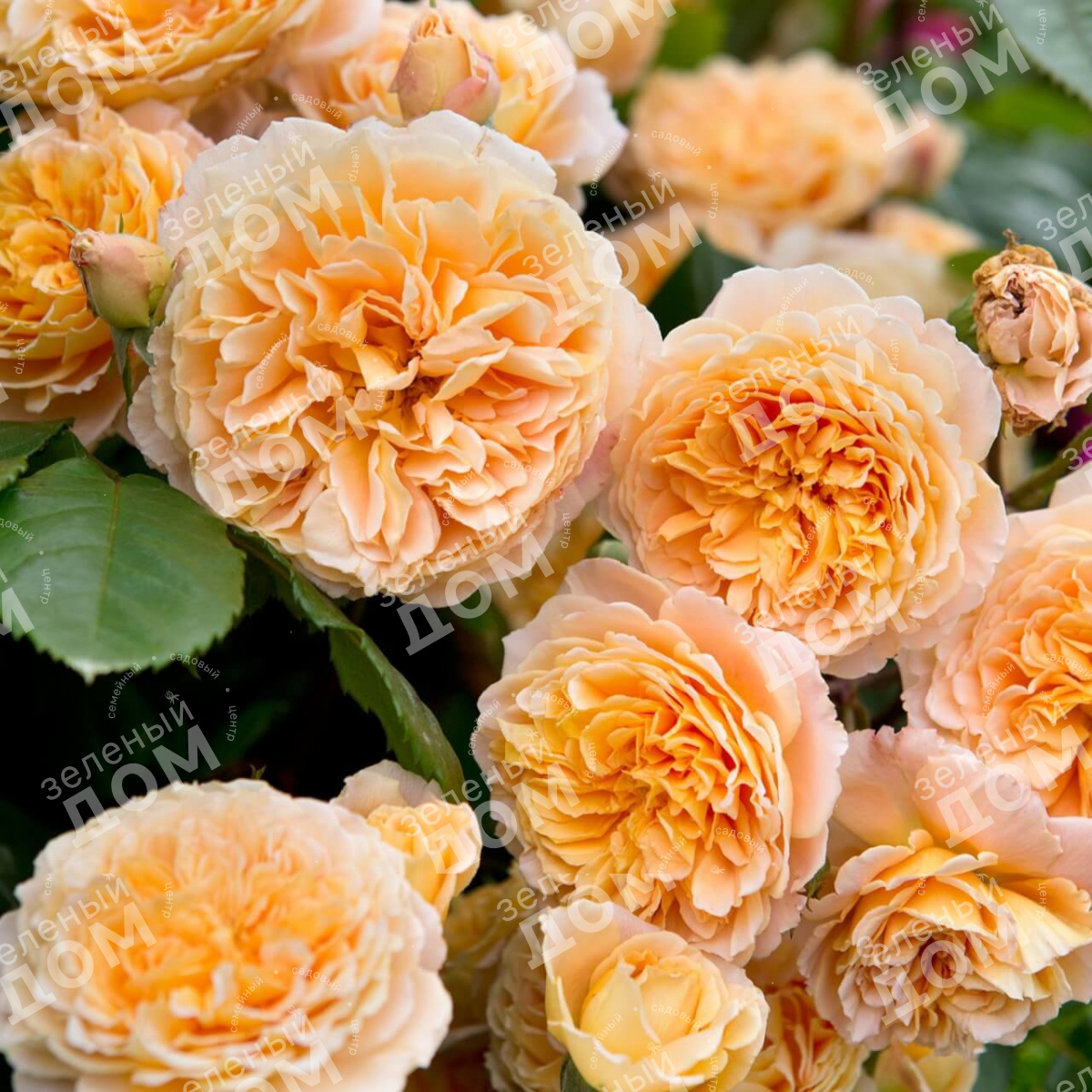 Роза английская Crown Princess Margareta