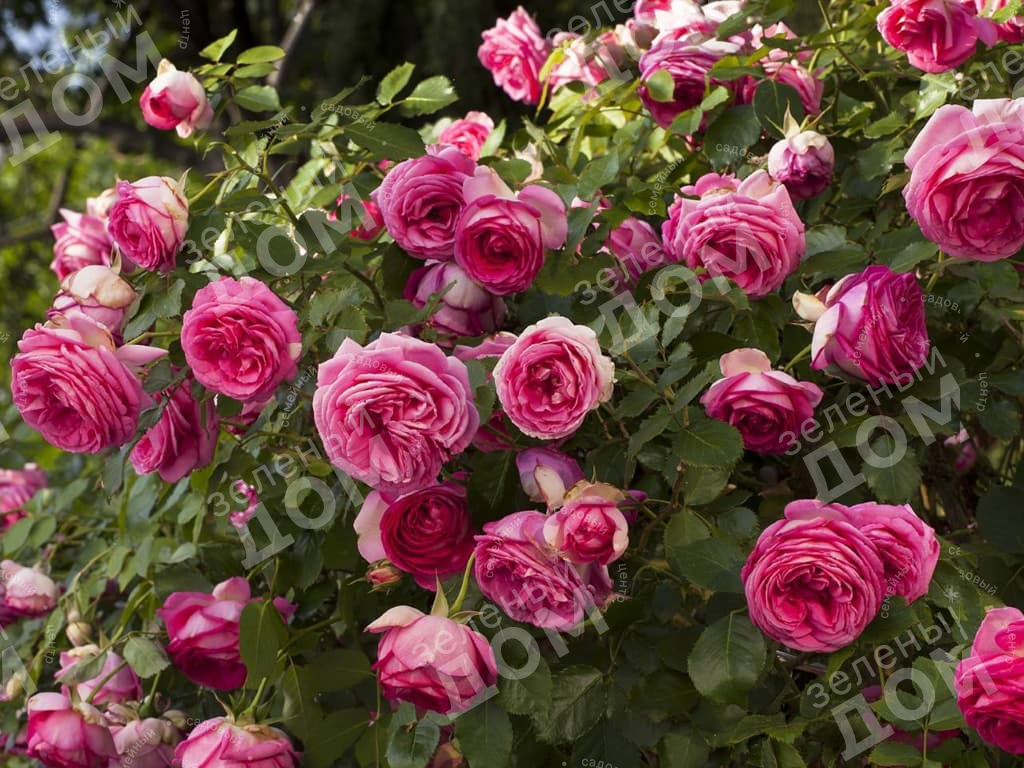 Роза плетистая Pink Cloud, саженцы