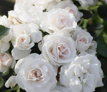 Роза флорибунда Aspirin Rose (TANTAU)