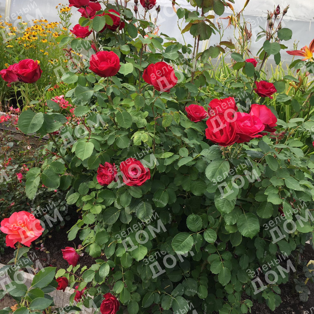 Роза канадская Cuthbert Grant в садовом центре Зеленый дом