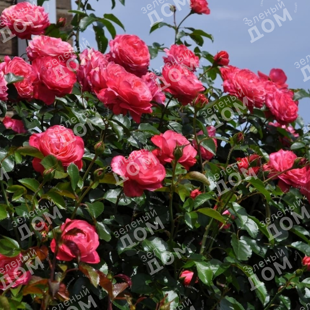 Роза плетистая Rosanna (Kordes), саженцы