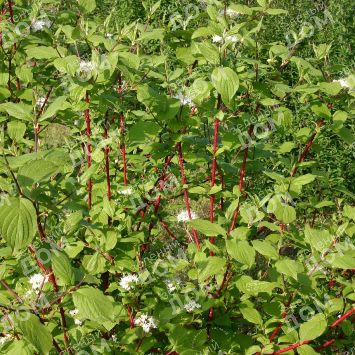 Дерен белый Sibirica в питомнике растений Зеленый дом