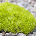 Мшанка шиловидная Lime Moss