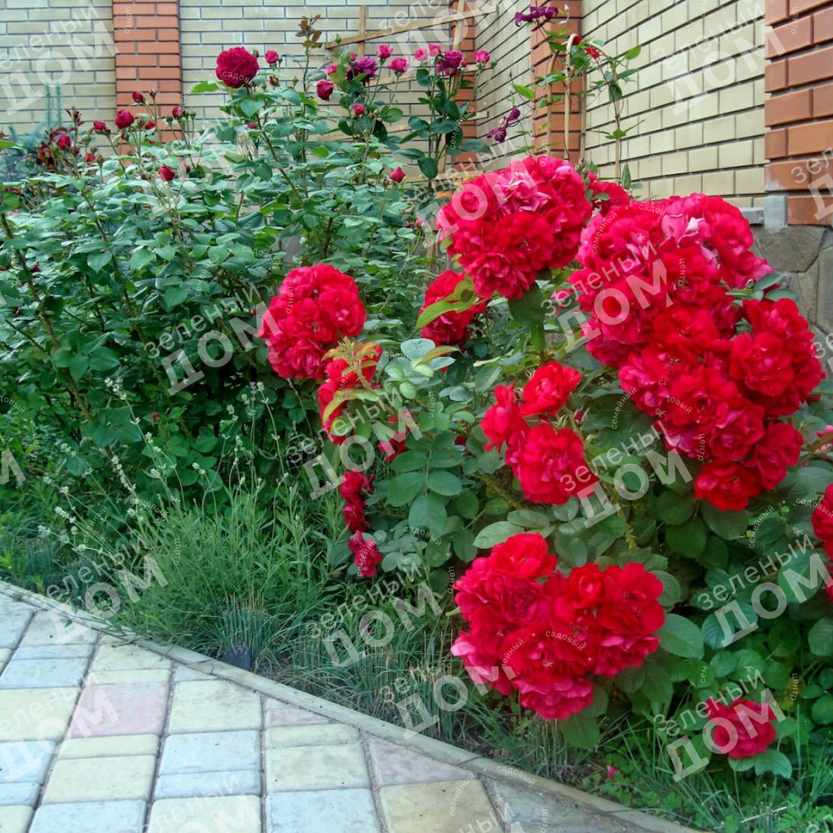 Роза морщинистая Hansaland в садовом центре Зеленый дом