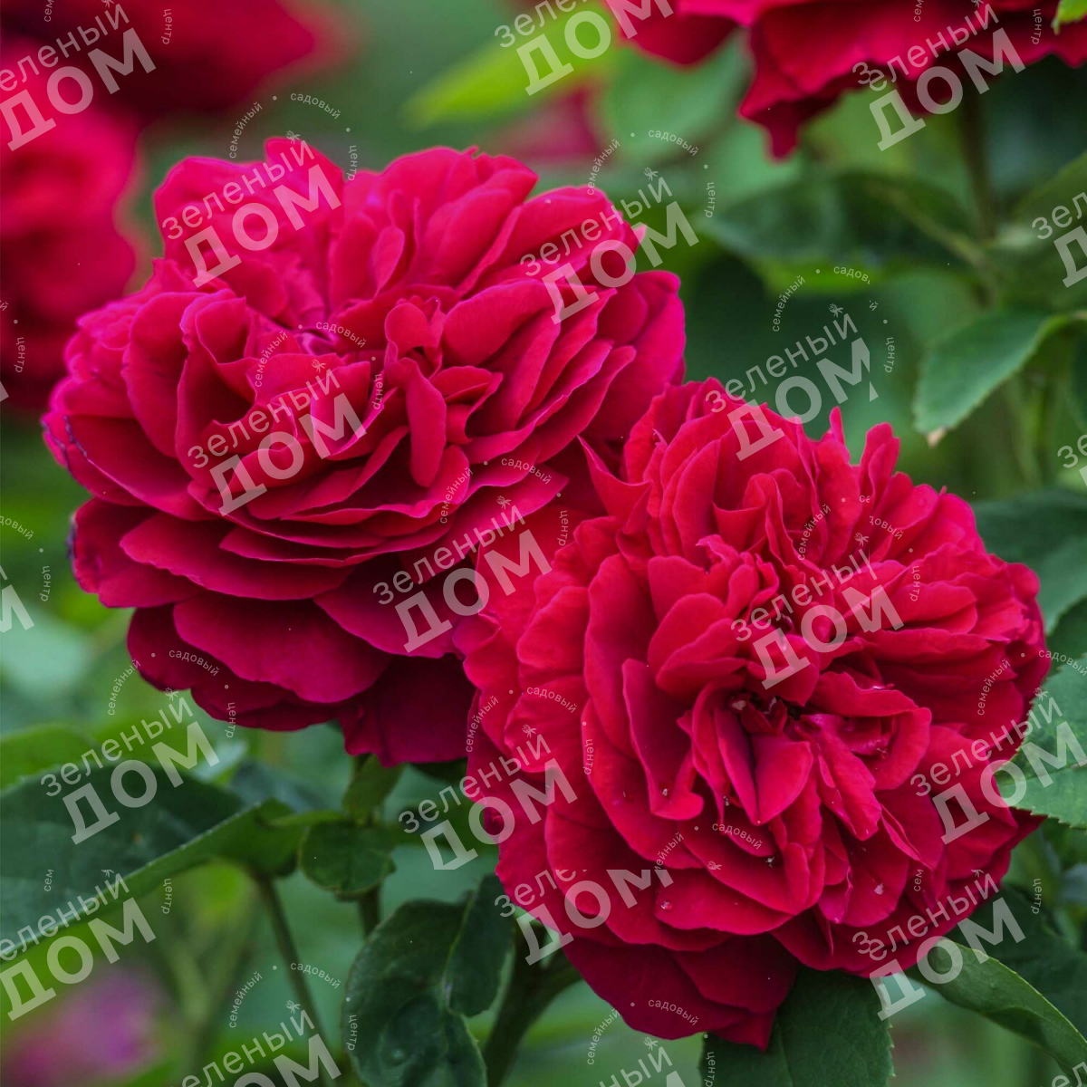 Роза английская L.D. Braithwaite