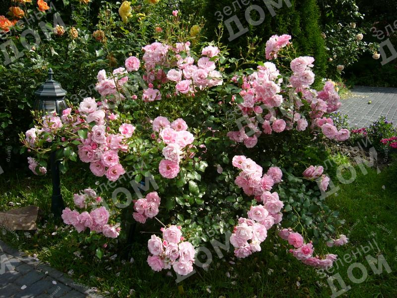 Роза кустовая Bonica (Meilland) в садовом центре Зеленый дом