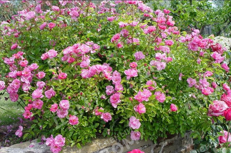 Роза полиантовая Lavender Meidiland (Meilland), саженцы
