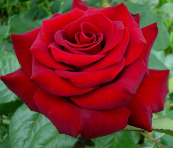 Роза чайно-гибридная Red Brokat