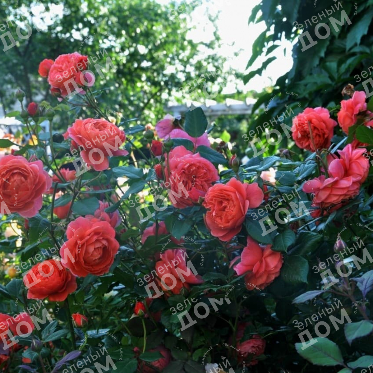 Роза английская Summer Song в питомнике растений Зеленый дом