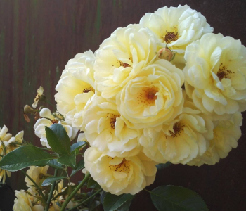 Роза почвопокровная Yellow Fairy