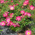 Роза почвопокровная Pink Drift (Meilland)