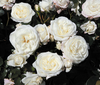 Роза флорибунда Alabaster (Evers)