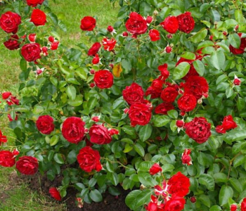 Роза почвопокровная Scarlet Bonica