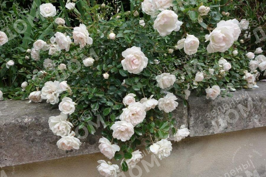 Роза почвопокровная Swany (Meilland) в садовом центре Зеленый дом