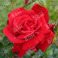 Роза флорибунда Jugendliebe (Kordes)