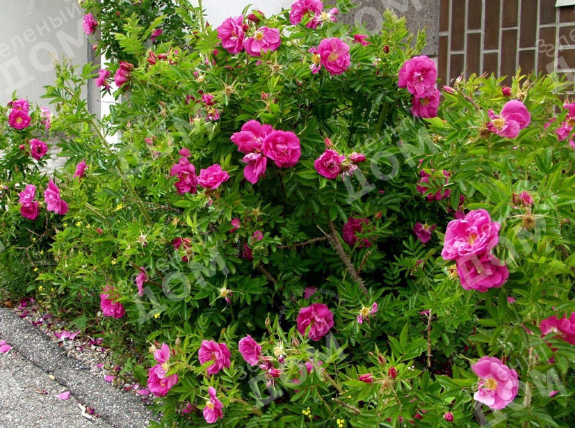 Роза морщинистая Purple Roadrunner в садовом центре Зеленый дом