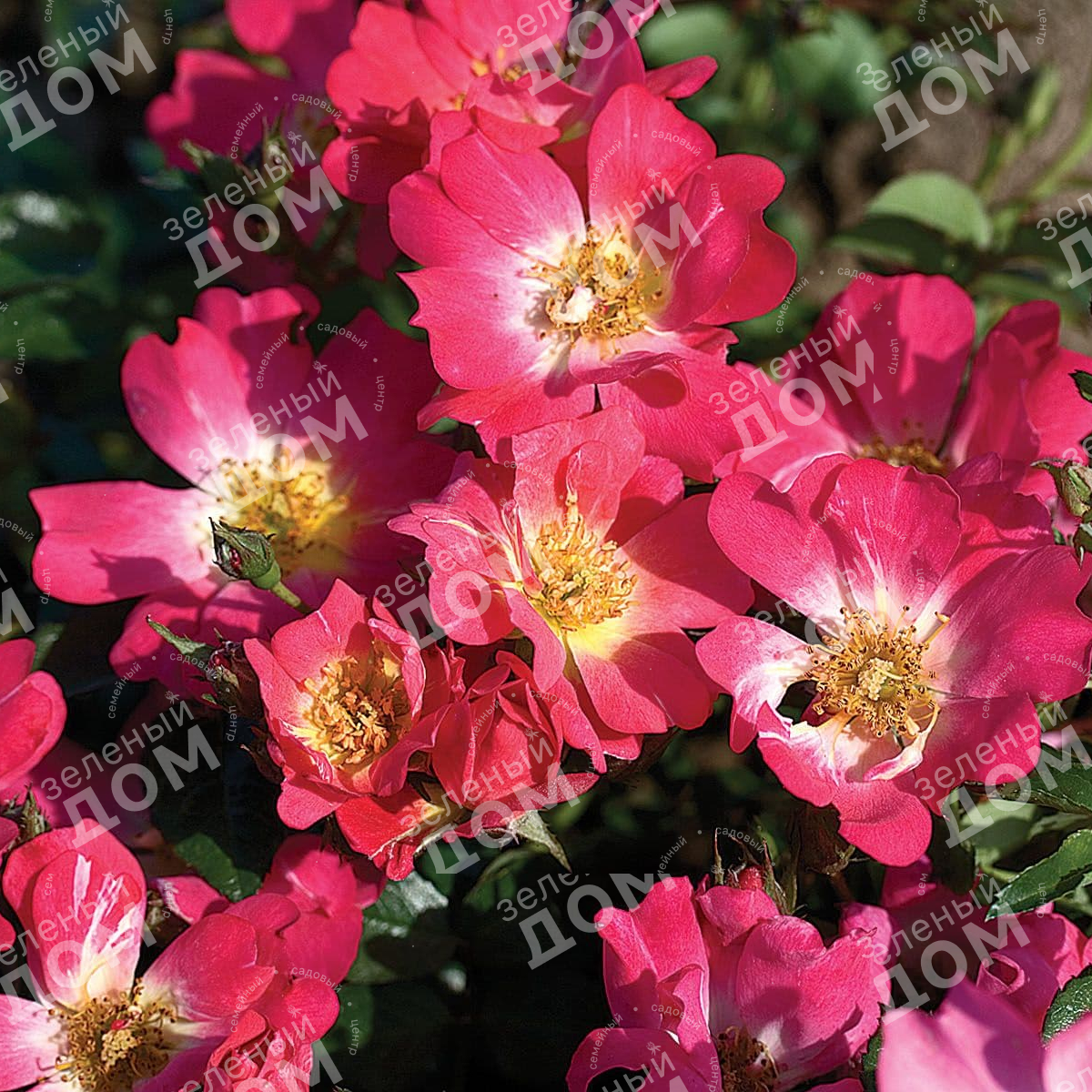 Роза почвопокровная Pink Drift (Meilland), саженцы