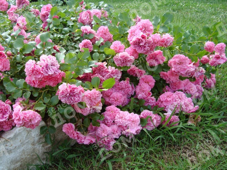 Роза почвопокровная Les Quatre Saisons (Meilland) в садовом центре Зеленый дом