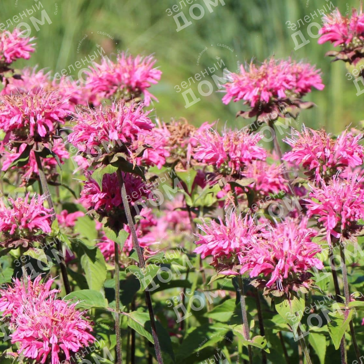 Монарда гибридная Croftway Pink в питомнике растений Зеленый дом