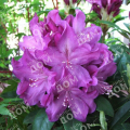 Рододендрон гибридный Royal Lilac