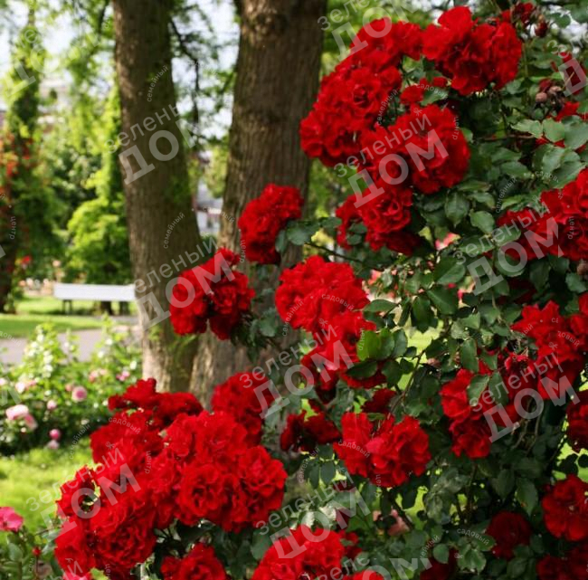 Роза кустовая Roter Korsar (Kordes), саженцы