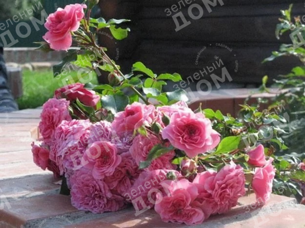Роза почвопокровная Les Quatre Saisons (Meilland), саженцы