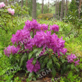 Рододендрон гибридный Royal Lilac