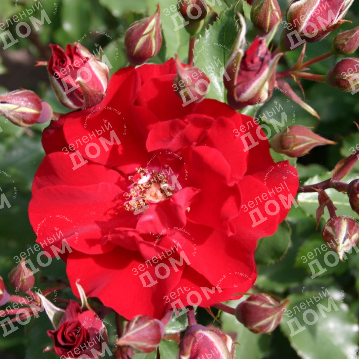 Роза кустовая Roter Korsar (Kordes) в садовом центре Зеленый дом