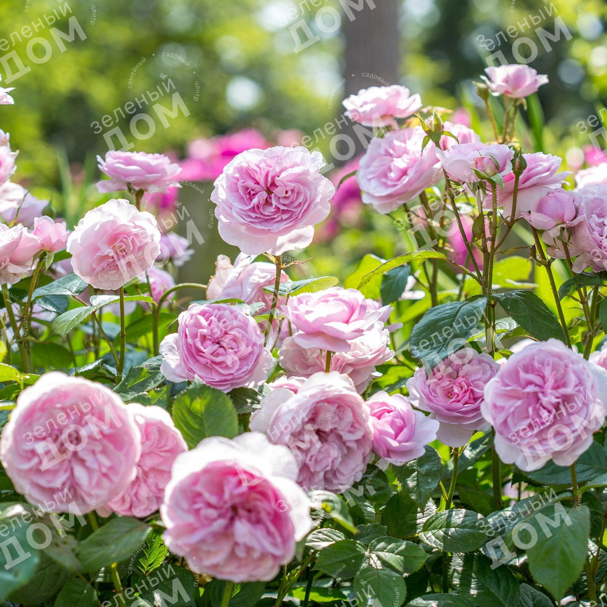Роза английская Olivia Rose Austin в питомнике растений Зеленый дом