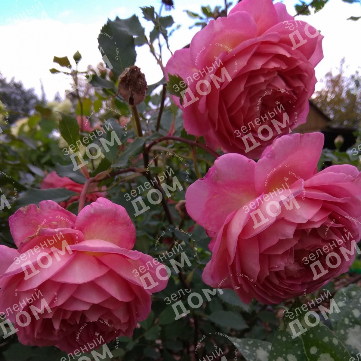 Роза английская Royal Jubilee в питомнике растений Зеленый дом