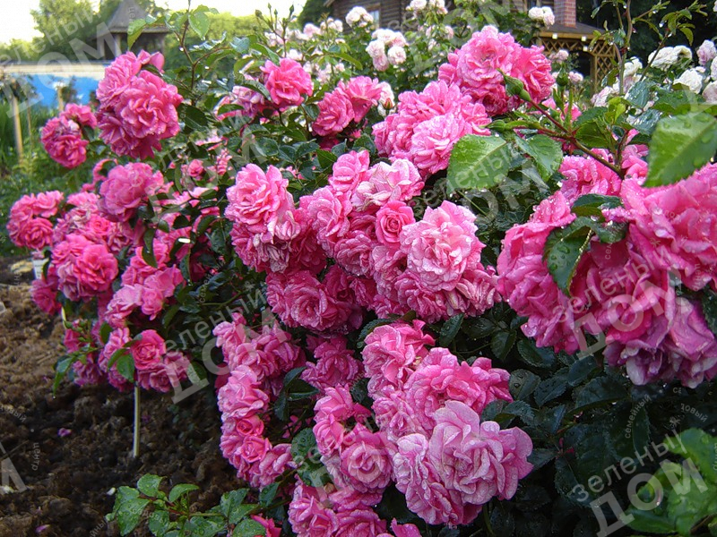 Роза почвопокровная Palmengarten Frankfurt (Kordes), саженцы