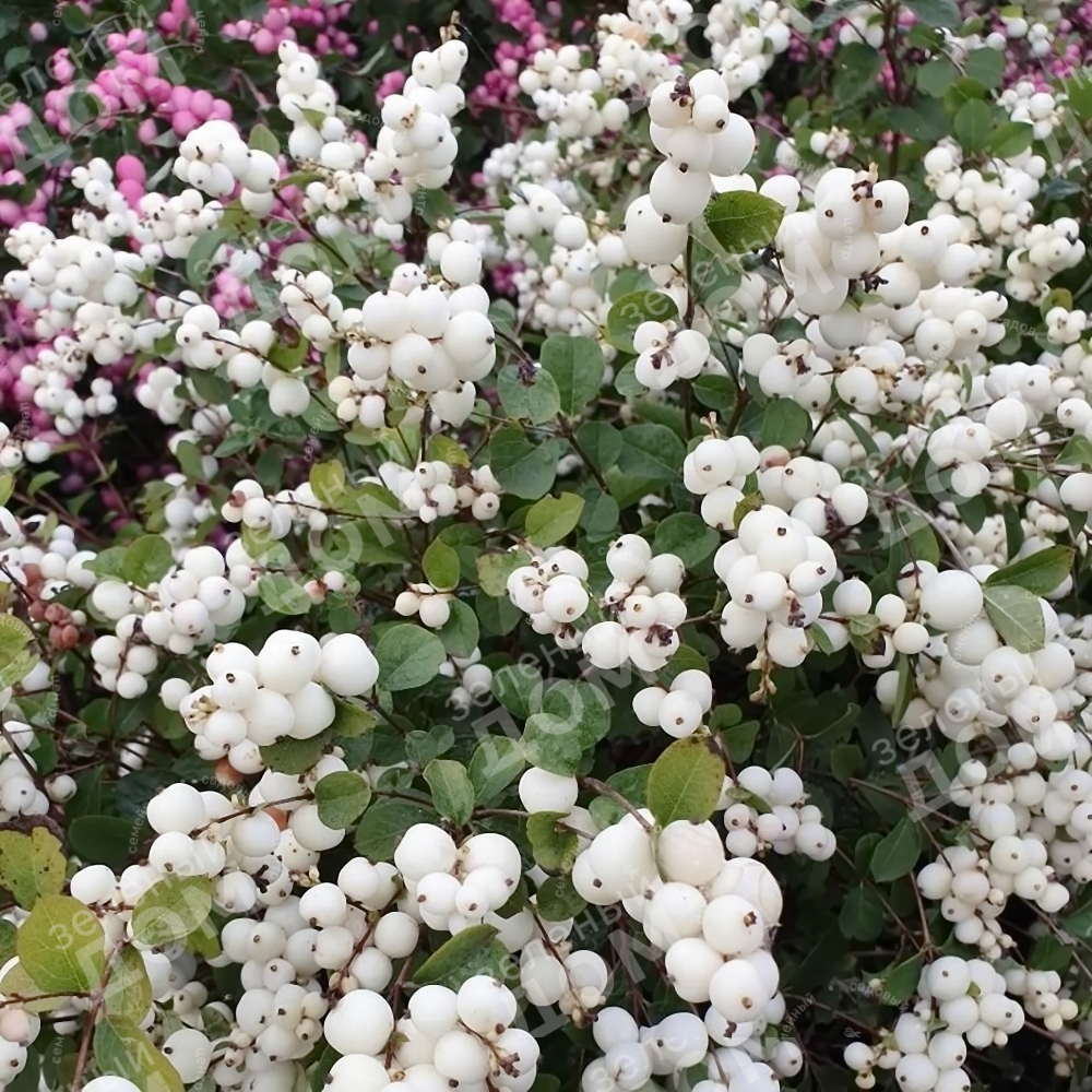 Снежноягодник белый в питомнике растений Зеленый дом