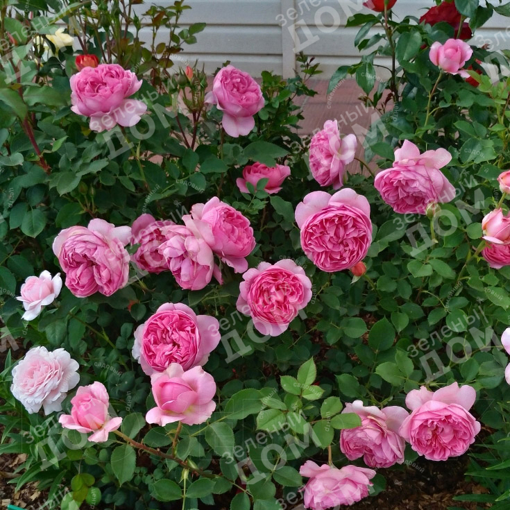 Роза английская Boscobel в садовом центре Зеленый дом