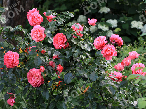 Роза плетистая Rosanna (Kordes) в питомнике растений Зеленый дом