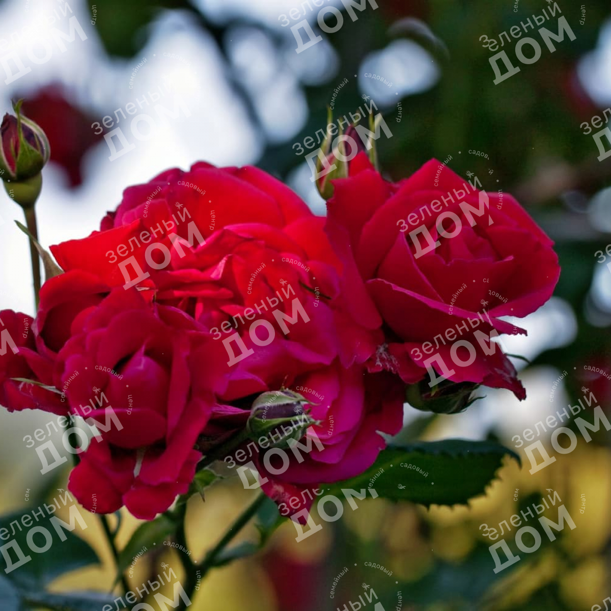 Роза плетистая Sympathie (Kordes) в садовом центре Зеленый дом