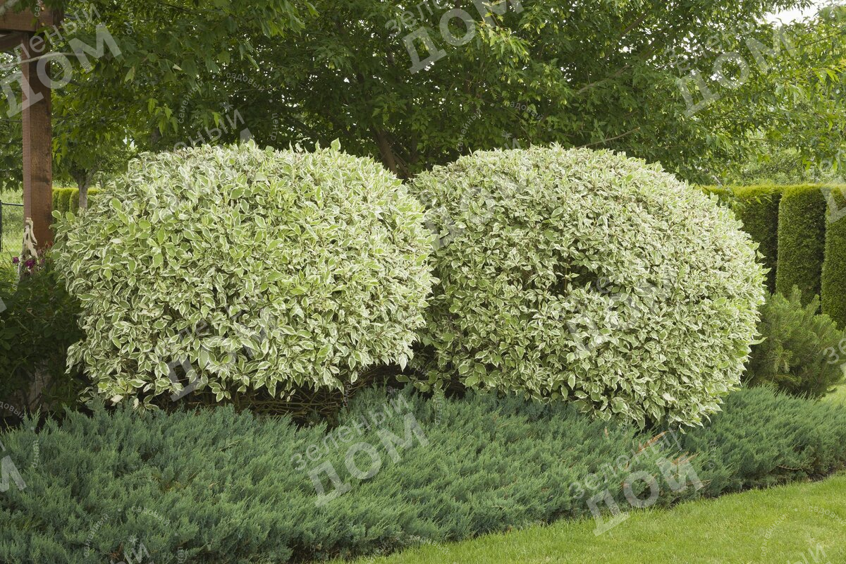 Дерен белый Elegantissima шар в питомнике растений Зеленый дом