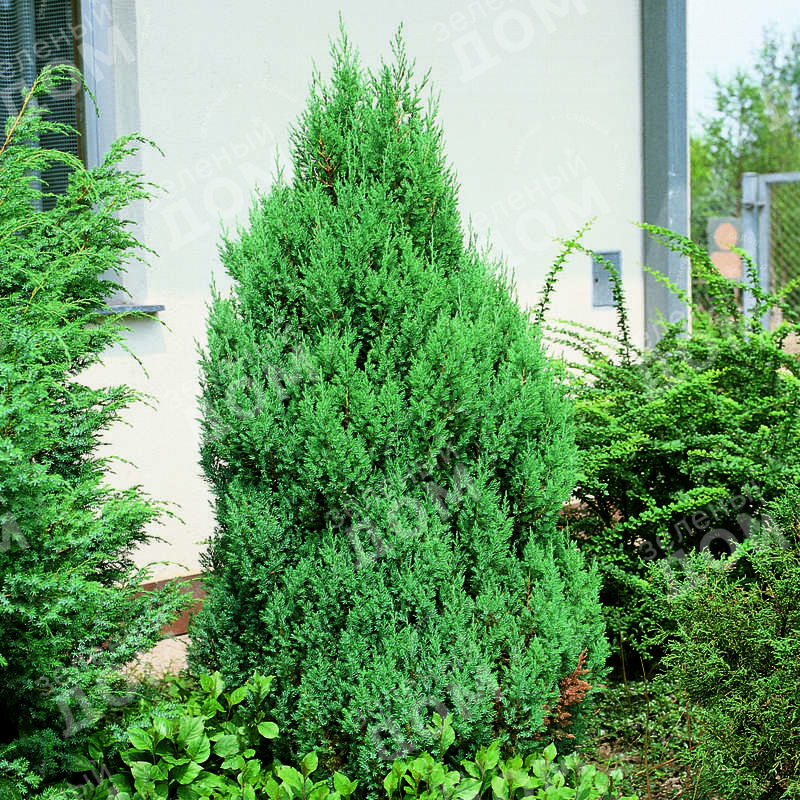 Можжевельник китайский Stricta в питомнике растений Зеленый дом