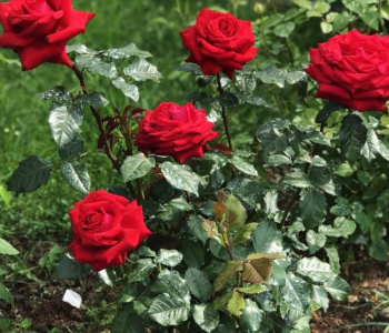 Роза чайно-гибридная Red Brokat