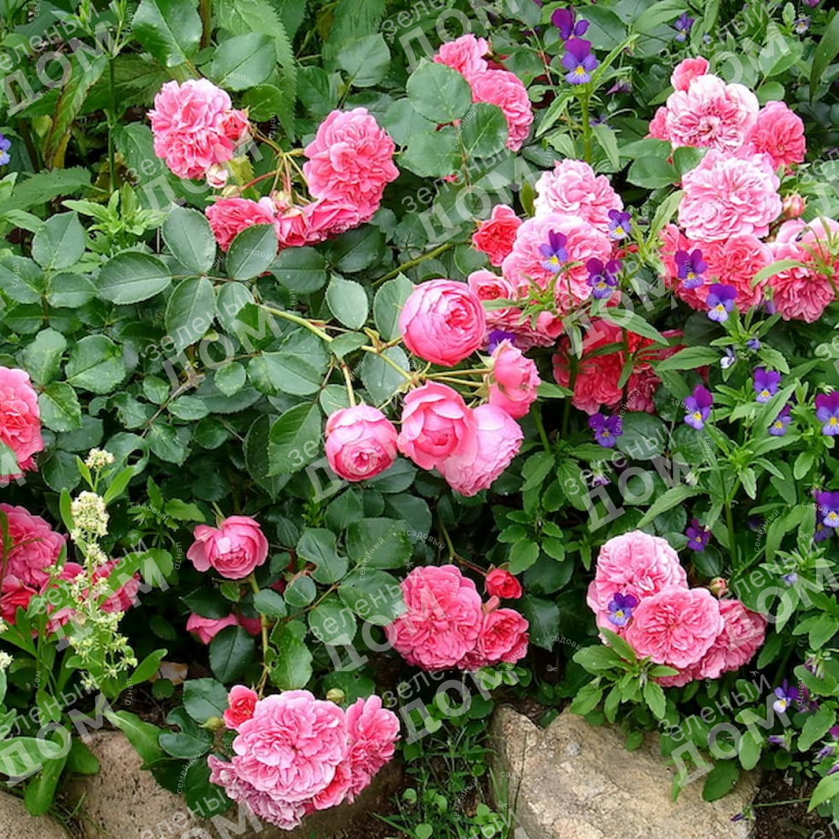 Роза почвопокровная Les Quatre Saisons (Meilland) в питомнике растений Зеленый дом