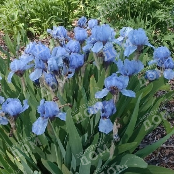 Ирис карликовый Blue Denim в питомнике растений Зеленый дом