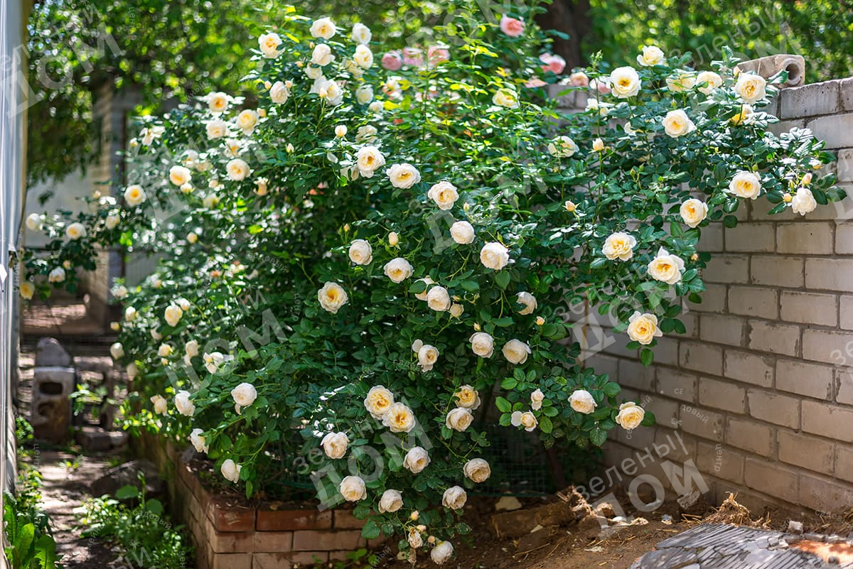 Роза плетистая Uetersener Klosterrose (TANTAU) в питомнике растений Зеленый дом